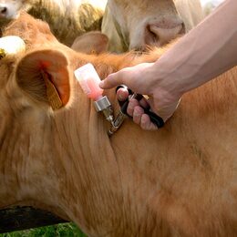 Rinder werden geimpft